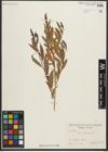 Foto von Salix triandra L.
